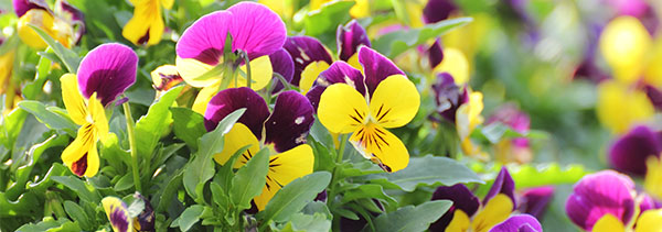 2025 Tax Bulletin: May